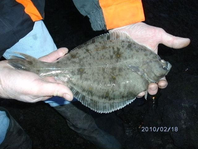 Flounders go to sea in late winter to breed - then, it seems, they eat spawning worms to fatten up.