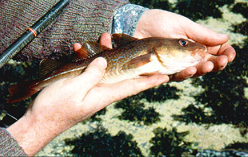 Cod are most likely to feed close in after dark and on the early flood tide.