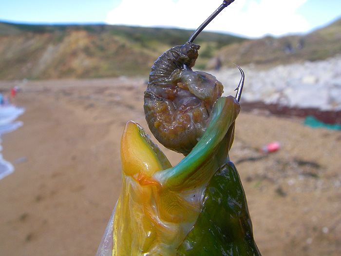 Every wrasse, whatever its size, was hooked in the lips.  The piece of worm has slid round the bend but this made no difference to the effectiveness of the hook.