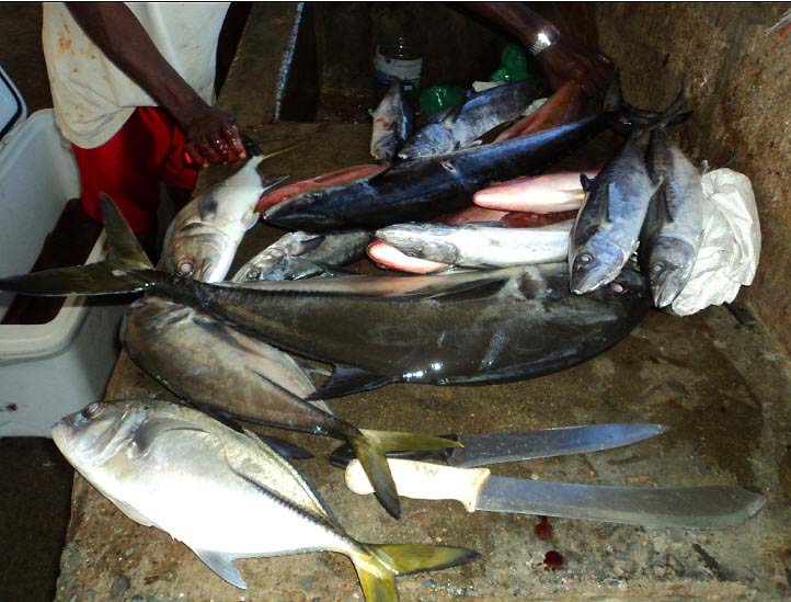 All the fish caught would be eaten.  In Tobago 'Line Caught' really does mean 'Line Caught'.