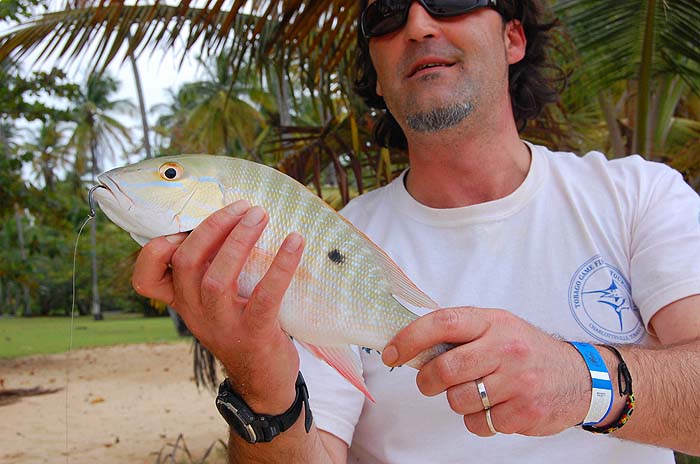 These beautiful fish are a common catch on both bait and lures.