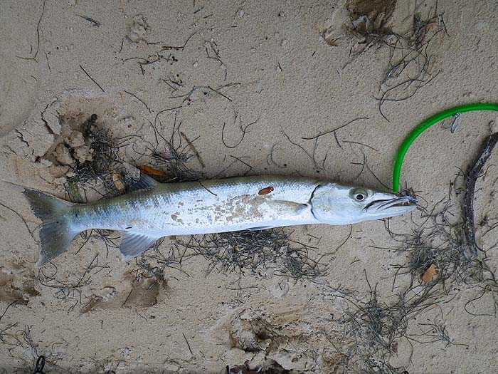 A barracuda caught on Rob's home made tube lure.  Just a length of green rubber pipe.