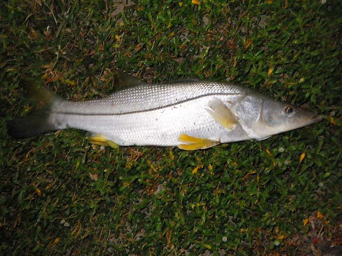 A good snook to catch from the flats - as much like a bass as anything.