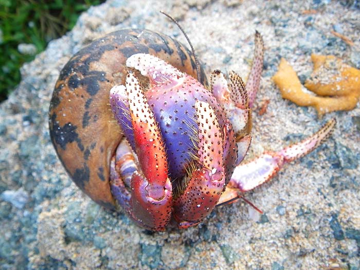 How's that for colour, what a fantastic hermit crab.