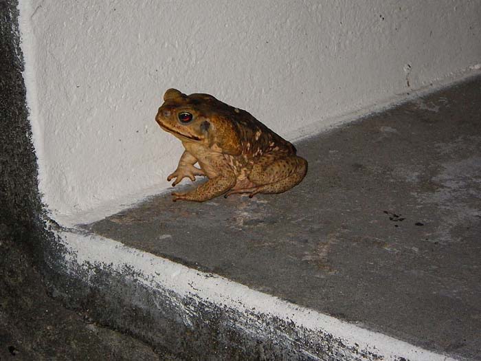 These huge toads are common all over the Island.  It's best to look for them with a torch at night.