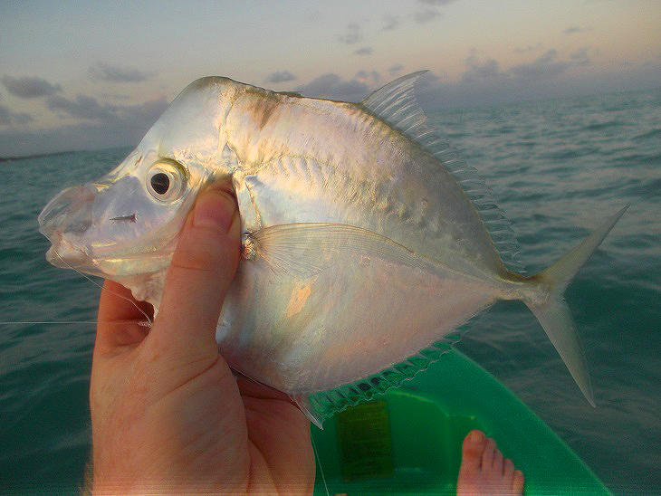 I think that these are a sort of bizarre jack - I caught one in Mexico years ago.